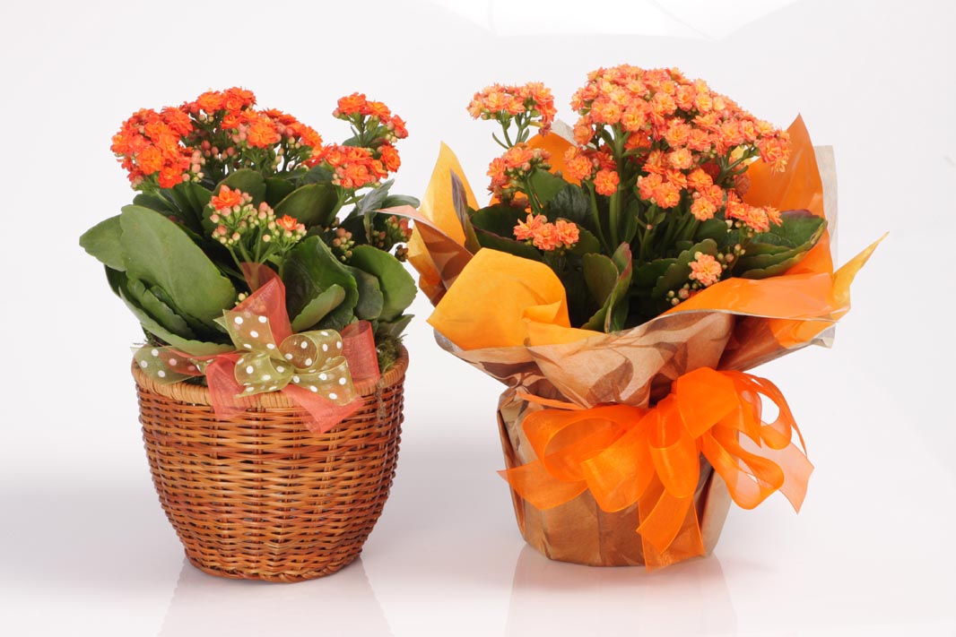 Garden Flowers Arte Floral e Decoração: Dica do dia - Flores em vaso