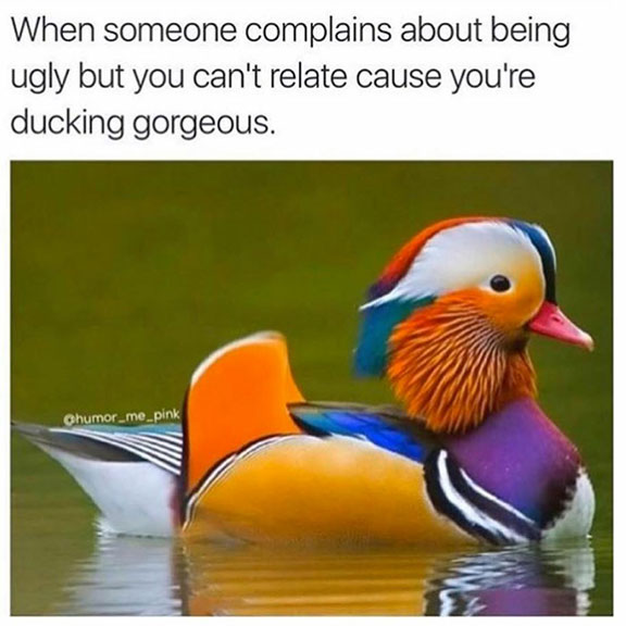 18 Funny Pictures with Captions that will Make You Laugh Just Viral