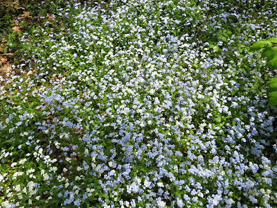 Photo of Family Getaway - The Dow Gardens, Midland 7/17 by Saakshi Kumar
