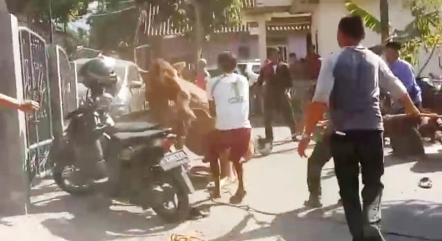 VIDEO: Sapi Kurban Ngamuk di Rumah Ketua Gerindra Kuningan, Jabar, 4 Motor Rusak