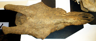Londra Doğal Tarih Müzesi'nde bulunan Giraffa jumae fosili.