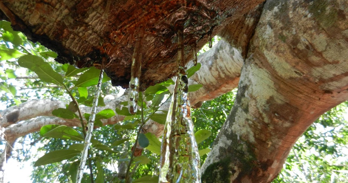 Una investigación sobre el copal de Madagascar descoloca colecciones de museo 