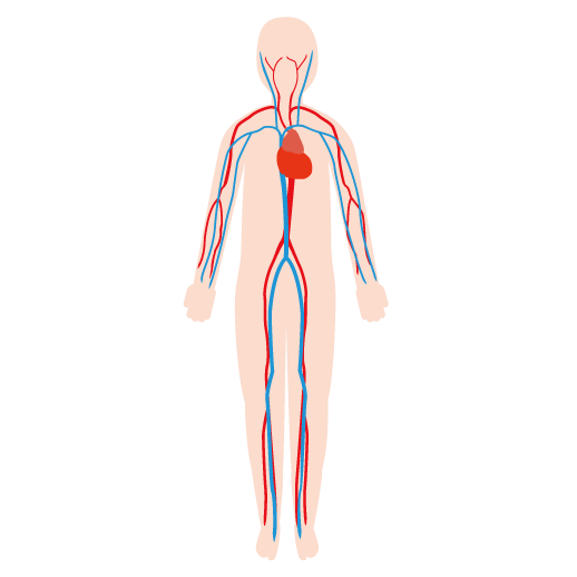 人体の動脈 静脈 血管 のイメージイラスト2 無料イラスト素材集 イラスト研究所