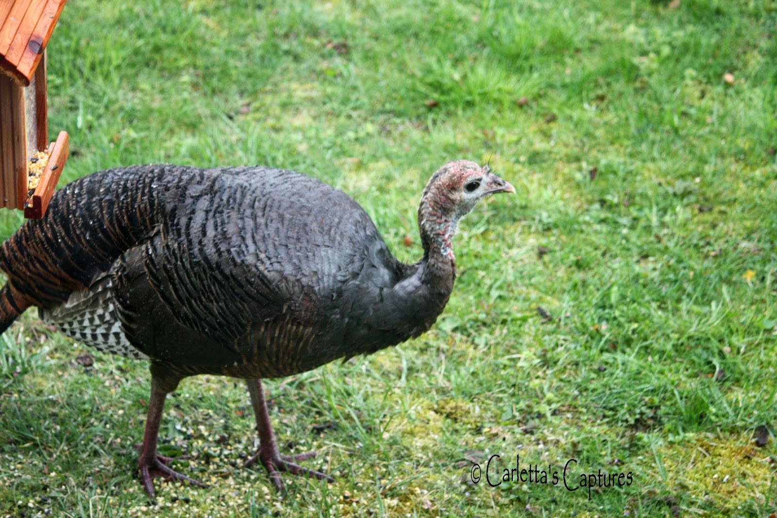 Round The Bend Wild Turkey