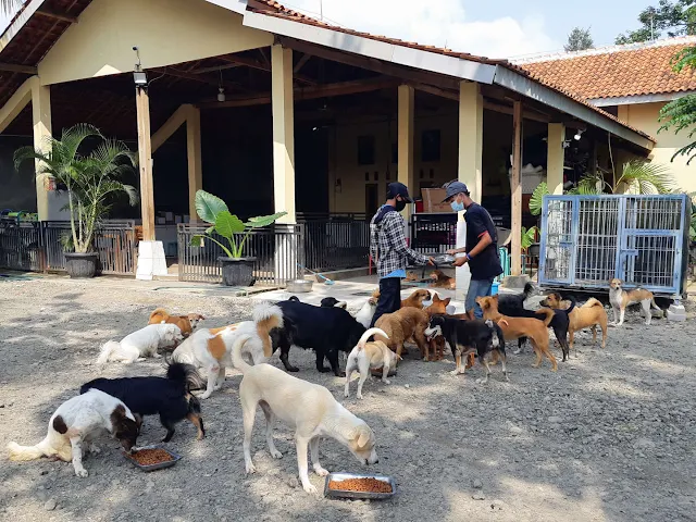 Animal Defenders shelter, Parung, Bogor