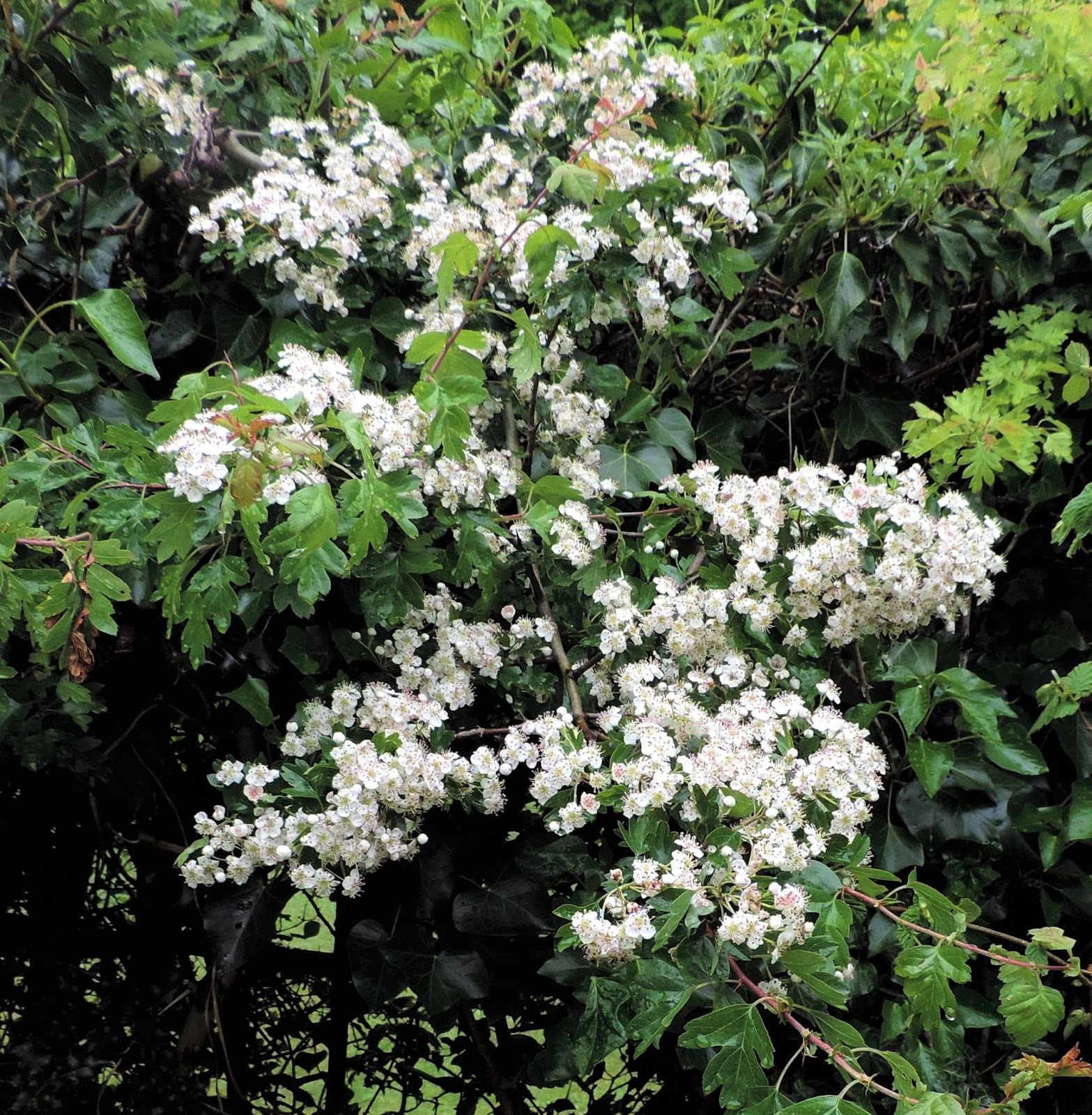 white flowering trees