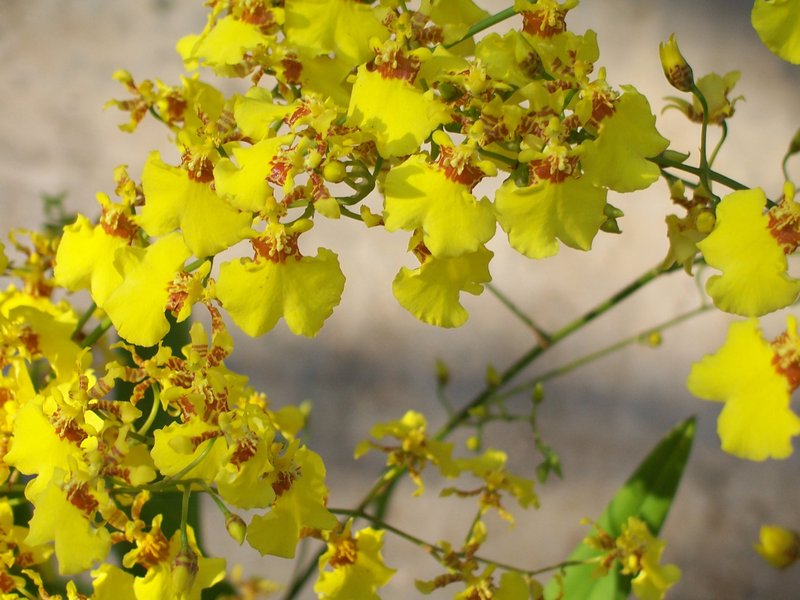The science of flowers