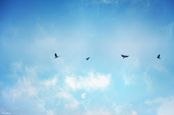 fly wish could away really birds sky threads sometimes