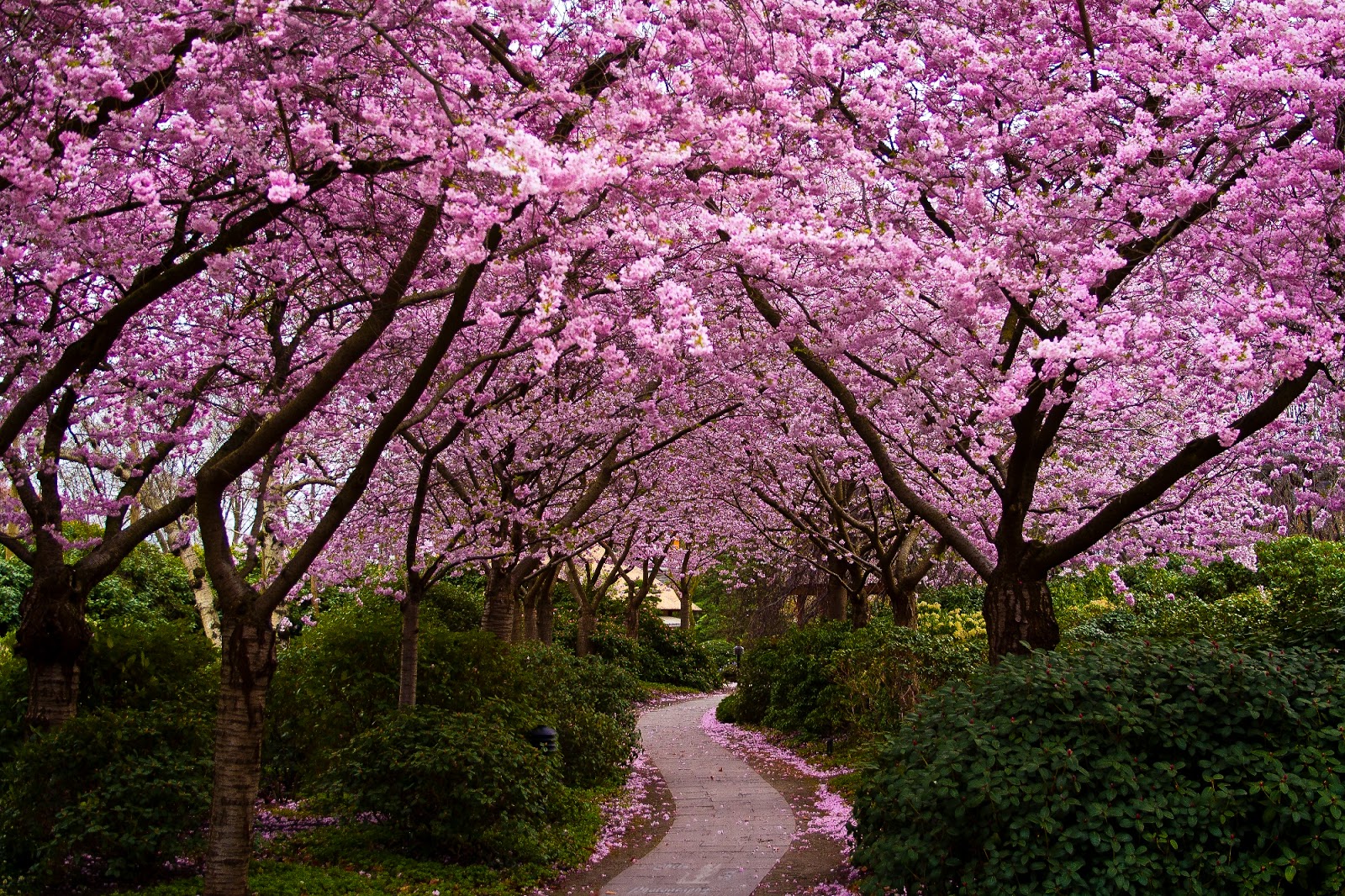 Travelnews Cherry Blossom Way