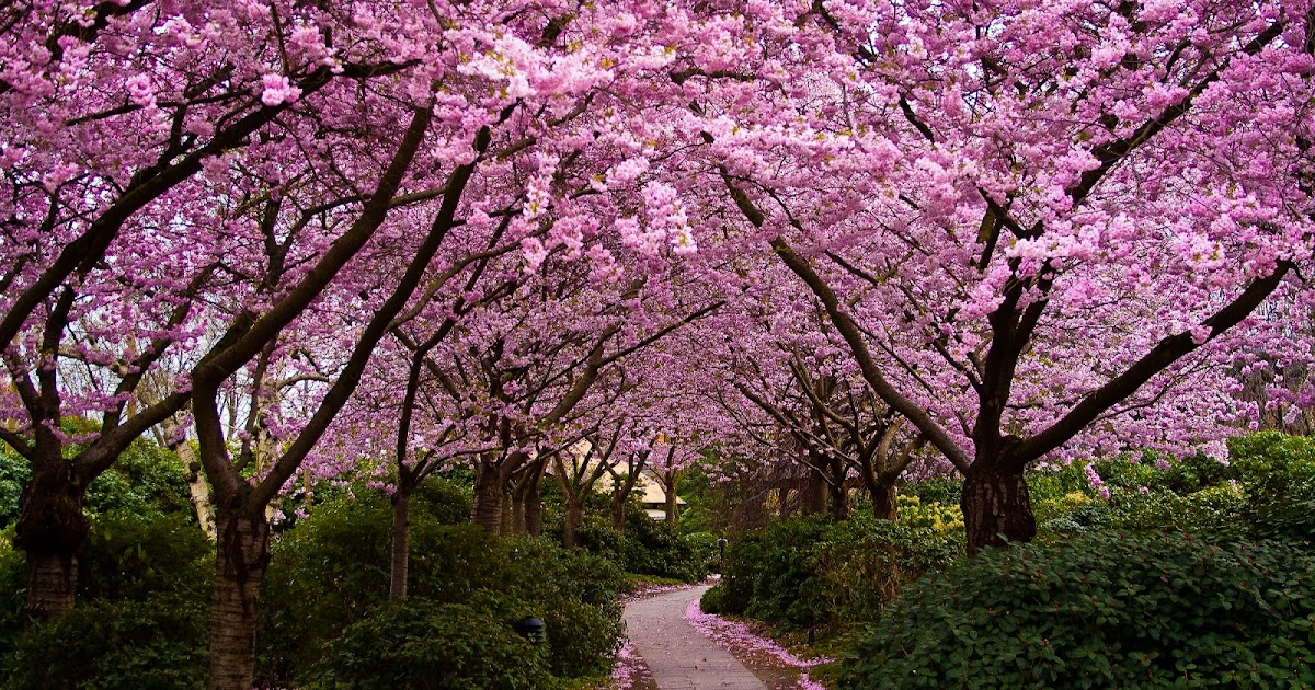 Travelnews Cherry Blossom Way