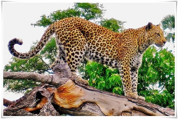 14 Satwa Endemik Di Pulau Jawa Yang Hampir Punah Abangnji Com