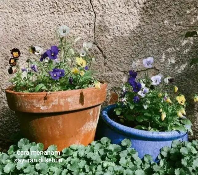 Tanaman sayuran di kebun