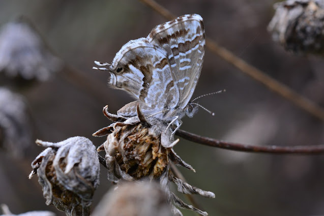 Cacyreus marshalli Cacyreus marshalli