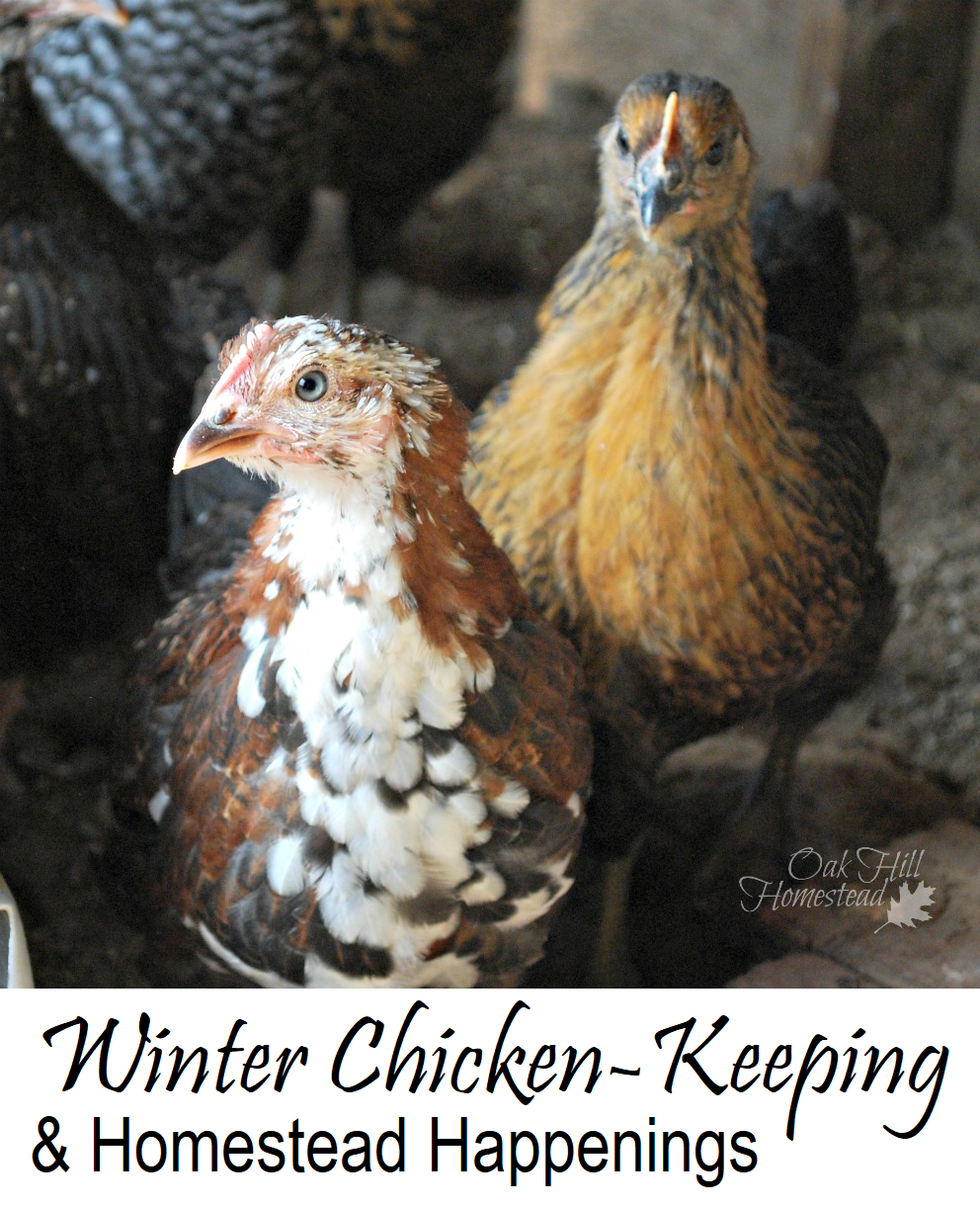 How to Care for Your Chickens in Winter Oak Hill Homestead