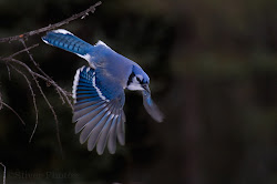 jay flying jays bird diving happy july burning bush looking