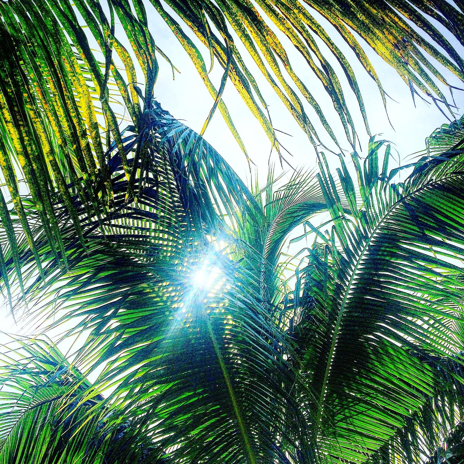 green palm tree leaves against blue sky rays of sun beaming through