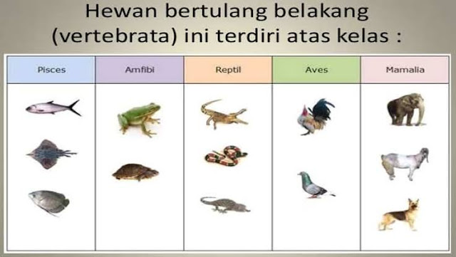  Hewan  Vertebrata  Hewan  Bertulang  Belakang  Pengertian 