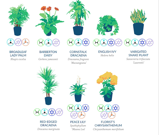 18 NASA Endorsed AirPurifying Houseplants First Time Mom and Dad