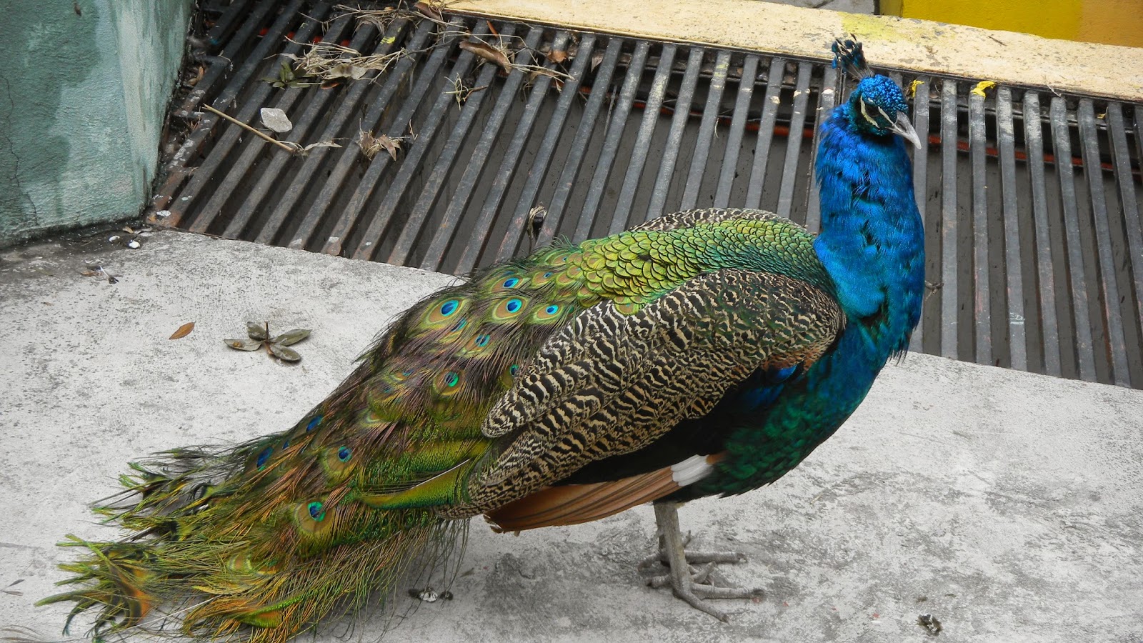 Un Nuevo Amanecer: Animals!