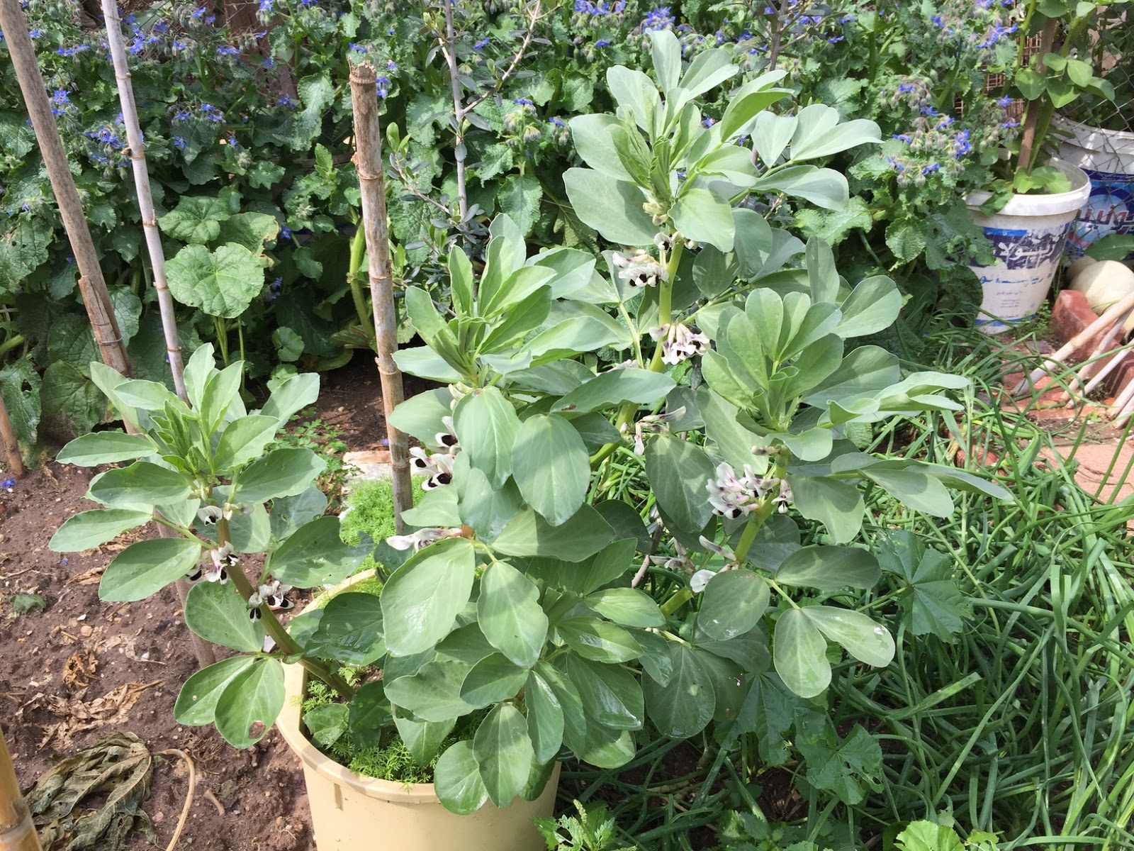 Growing Broad Beans in Containers