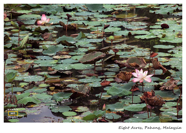 Eight Acres Resort, Raub, Pahang, Malaysia | www.rambleandwander.com