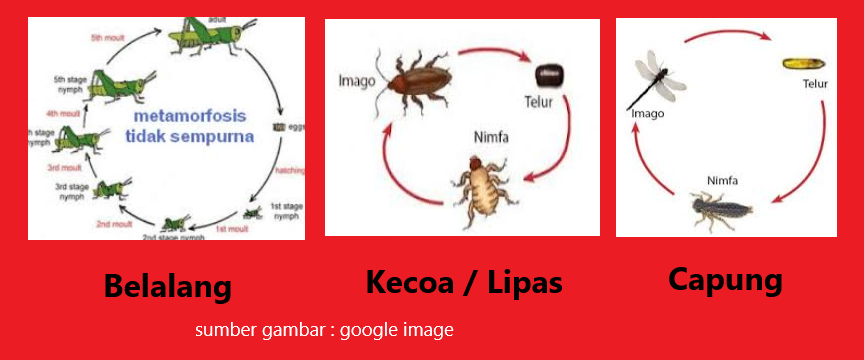 Daur Hidup Hewan Cahaya Mentari