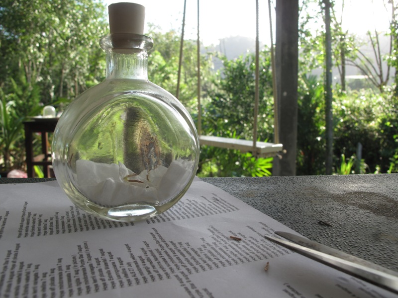 Hoya la ! Seeds of Hoya kerrii and Hoya juannguoiana under glass