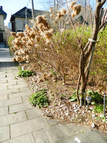 Summerhill Toronto spring garden cleanup before by Paul Jung Gardening Services