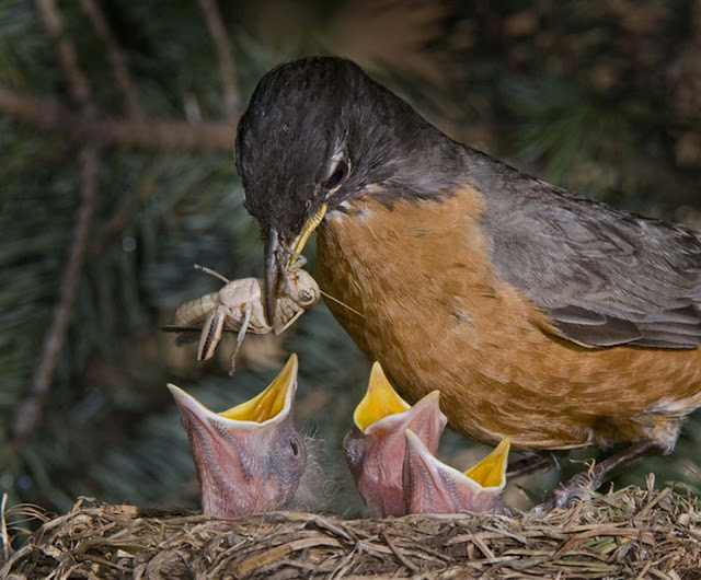 mother bird feeds baby chicks a cricket