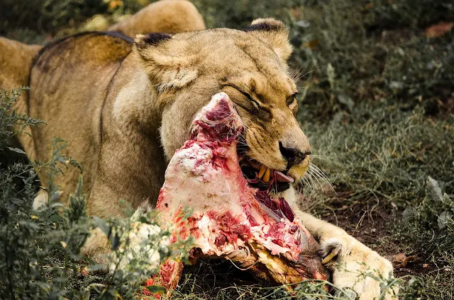 Predador felino está tratando de se alimentar com carne fresca