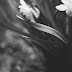 Flora in black & white