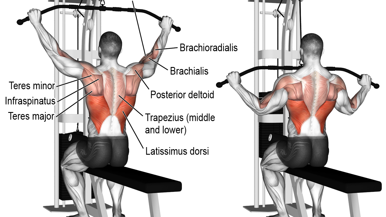The Ultimate Back Workout The Best Back Exercises for a Thick, Wide Back.