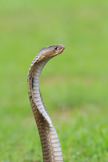 Snake-bite-first-aid