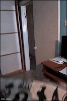 Amazing Cat GIF • Stalking Cat attacks his owner like a ferocious tiger. What a jump!