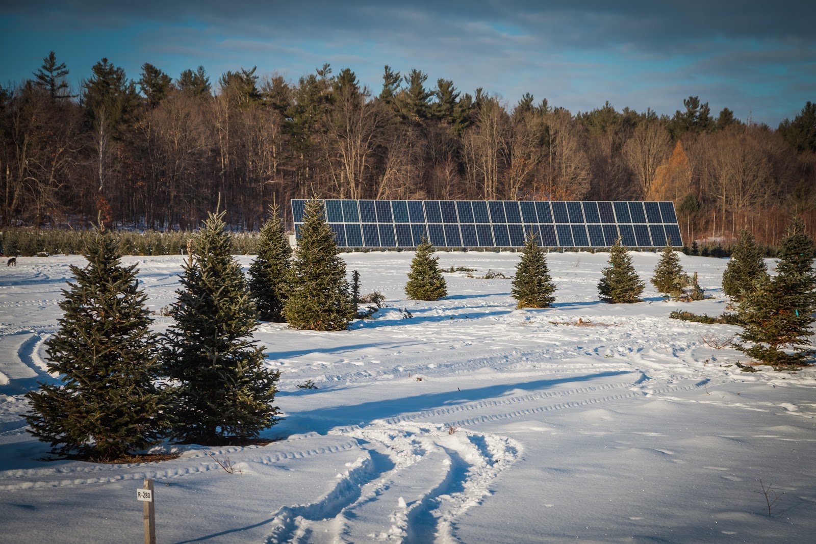 Cut Your Own Christmas Tree This Winter Explore the World with Simon Sulyma