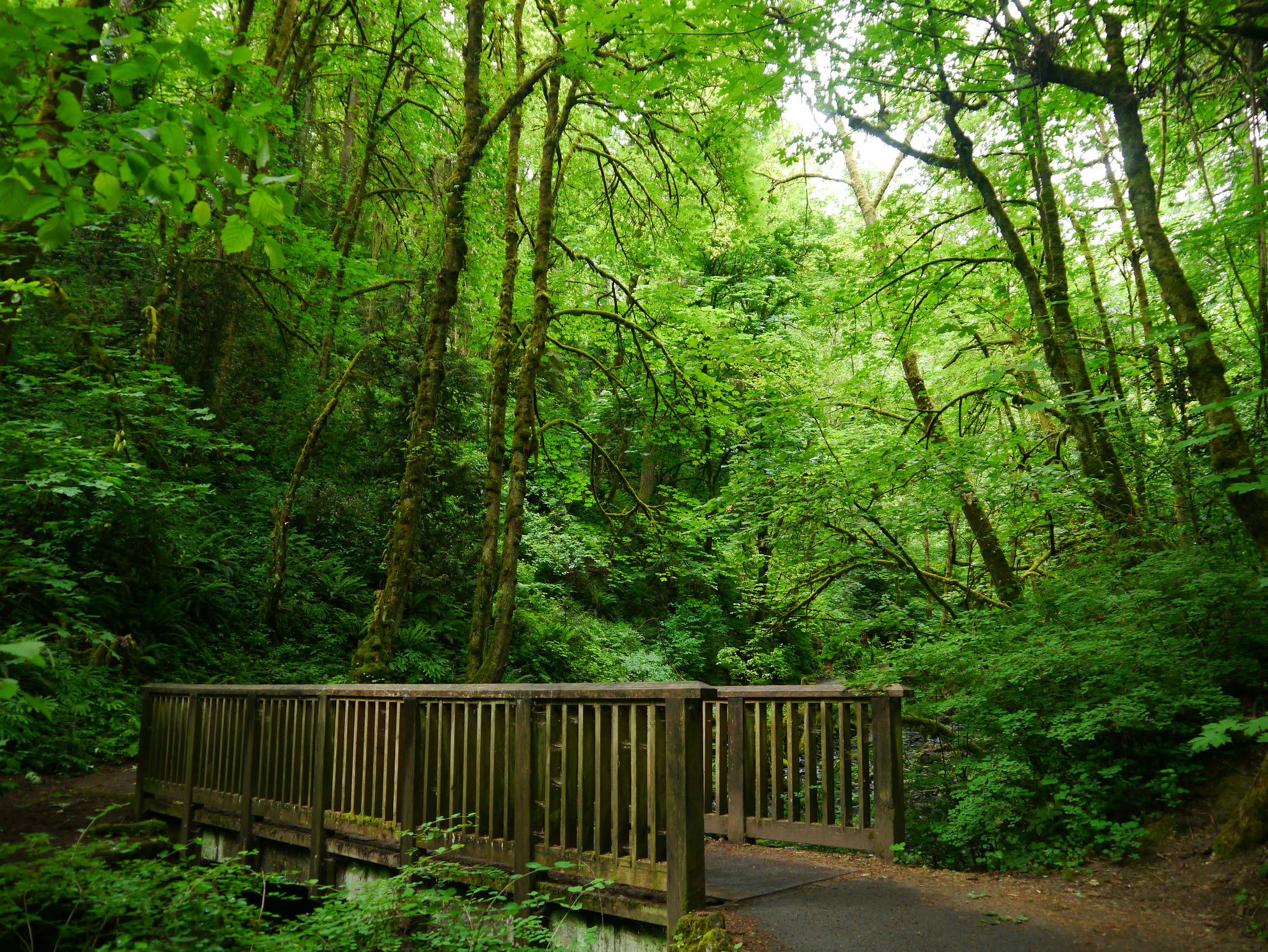 Лесной парк. Парк Форест Орегон. Портленд Орегон леса. Лесной парк Портленда. Парк Форест, Портленд, штат Орегон, США.