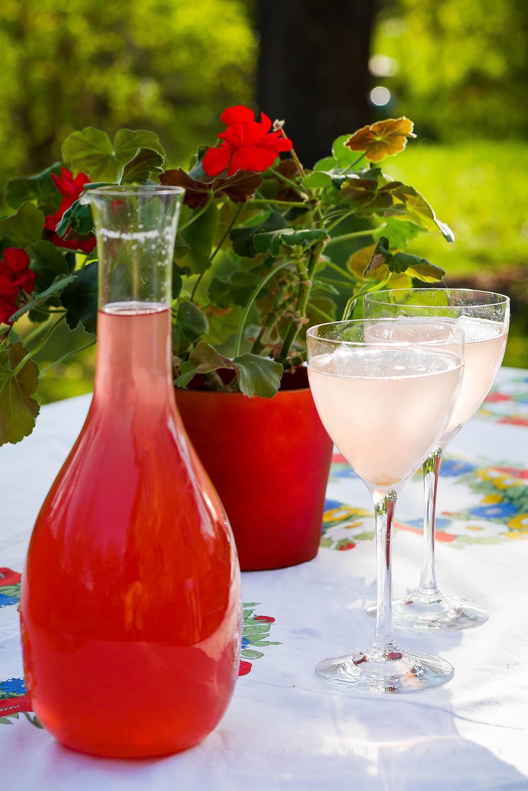 Rhubarb Soft Drink Recipe Nature Whisper