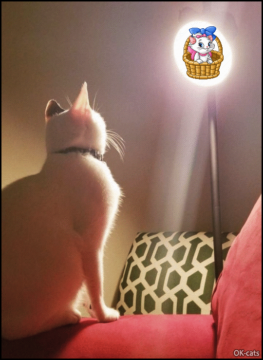 Cinemagraph • Cat fascinated by a pretty kitty (cat cartoon) • Cat GIF  Website