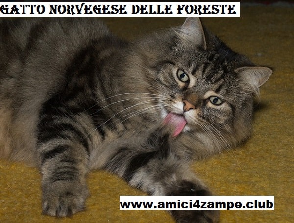 https://www.amici4zampe.club/2020/03/il-gatto-delle-foreste-norvegesi.html