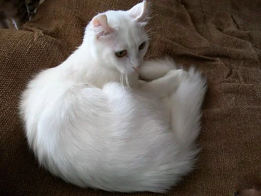 Arctic Curl cat