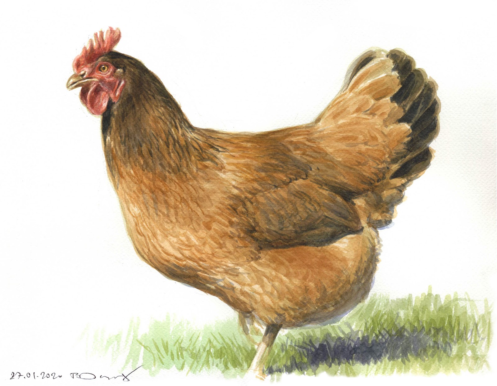 Painting a HenWatercolour demonstration