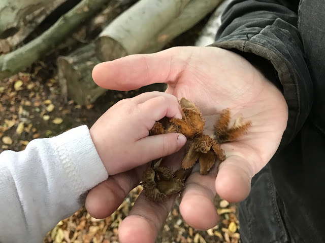 A father's hand holds the outsides of a number of Beech nuts, a baby's hand reaches out for them