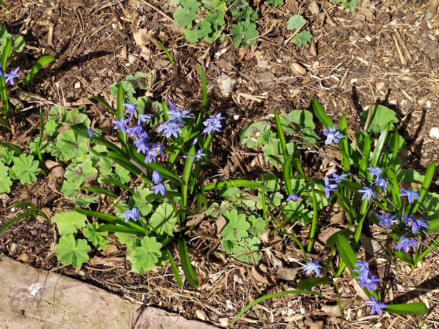 scilla siberica