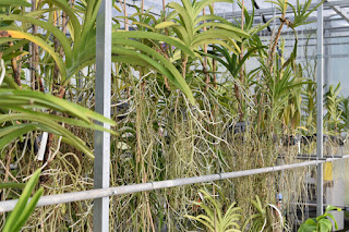 , Visita alle serre di Giulio Celandroni, diarid'orchidee