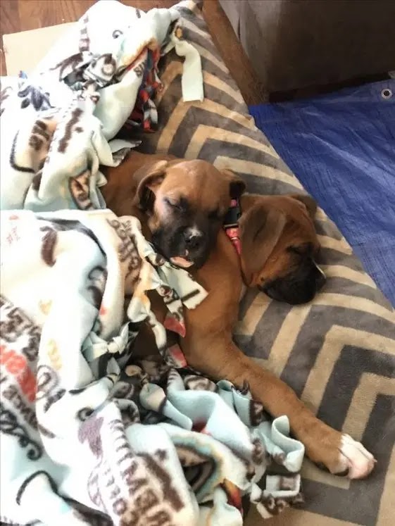 16 Boxer Dogs Sleeping In Totally Ridiculous Positions Dog Red Line