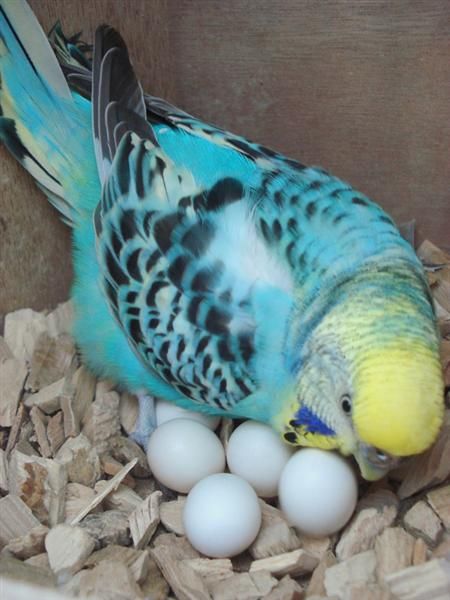 Budgies Breeding Guide