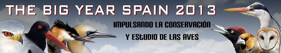 THE BIG YEAR SPAIN 2013. Impulsando la conservación y estudio de las aves
