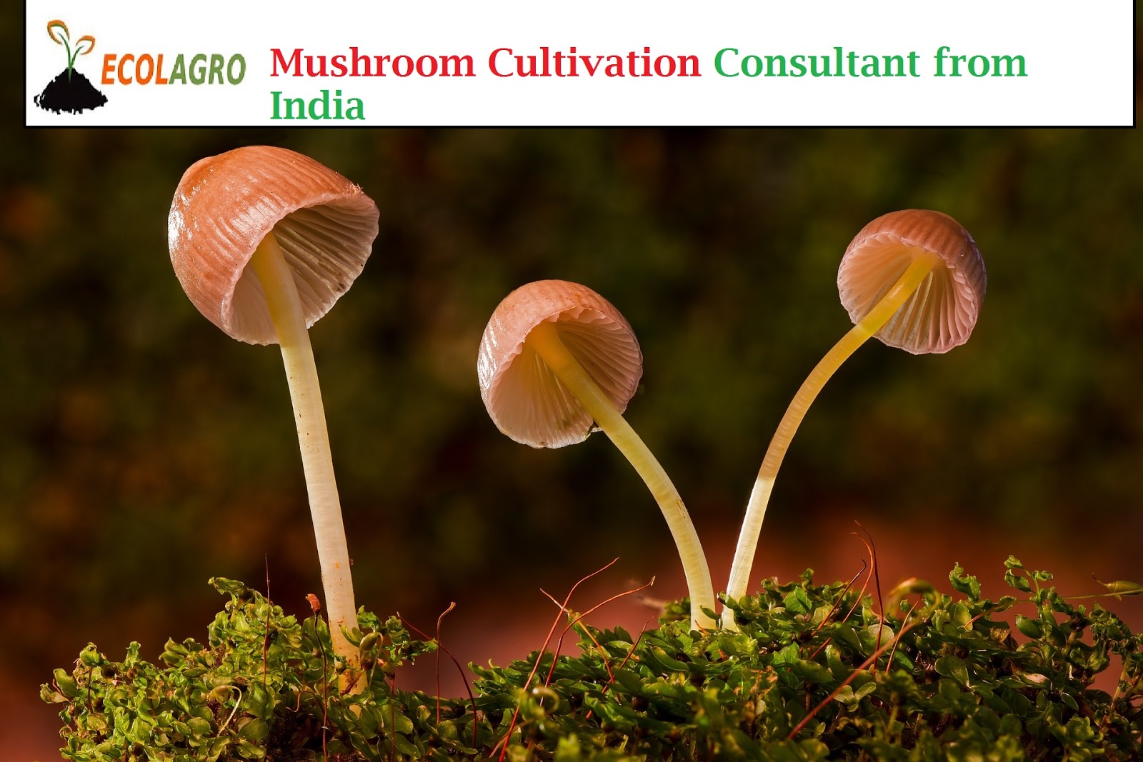 Mushroom Cultivation Consultant from India