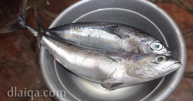 Cara Membersihkan Ikan D Laiqa Arena Cara Membersihkan Ikan D Laiqa Arena