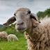 Άμεσα προληπτικά μέτρα για τον καταρροϊκό πυρετό   καλούνται  να λάβουν οι κτηνοτρόφοι της Ηπείρου 